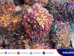 Harga TBS Sawit di Mukomuko Turun, Tertinggi Rp 3.060